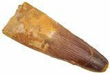 Fossil Spinosaurus Tooth - Real Dinosaur Tooth #226398-1
